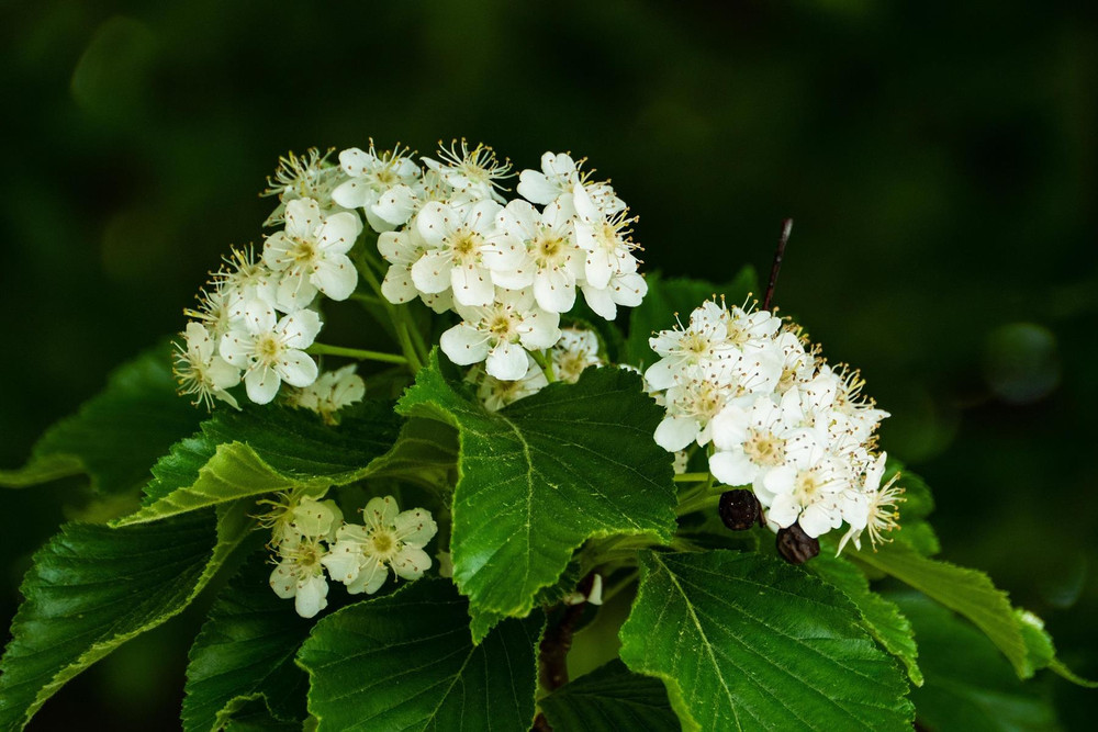 Spiraea Snowmound White Spirea Shrub, Supplied in 3L Pot by Direct Plants