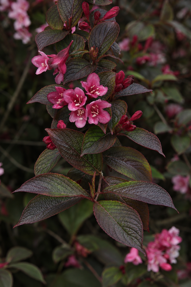Weigela Minor Black Shrub, Supplied in 3L Pot by Direct Plants