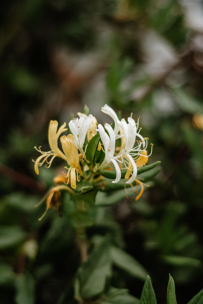 Lonicera Halliana Japanese Honeysuckle in 3L Pot, Supplied by Direct Plants