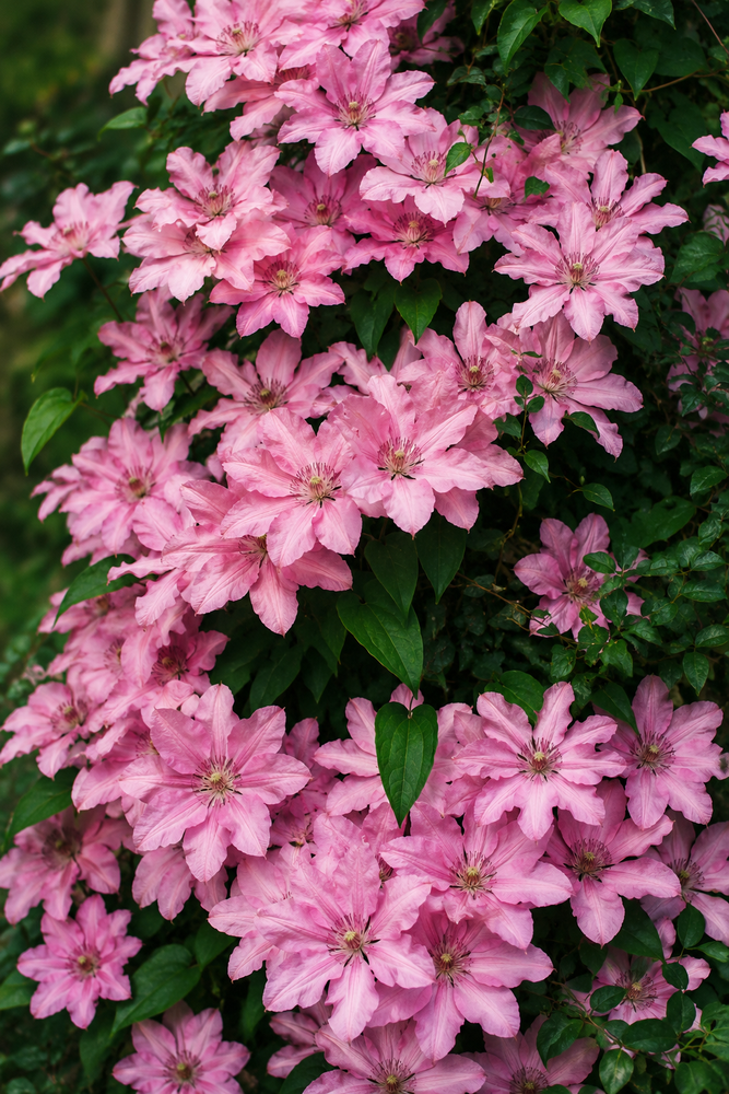 Clematis Hanaguruma Climbing Plant, Supplied in 3L Pot by Direct Plants