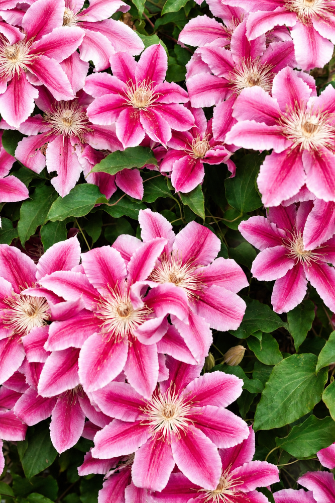 Clematis Carnaby Climbing Plant, Supplied in 3L Pot by Direct Plants