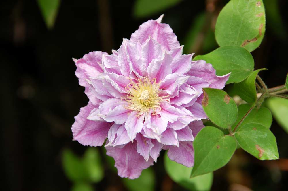 Clematis Filigree Climbing Plant, Supplied in 3L Pot by Direct Plants
