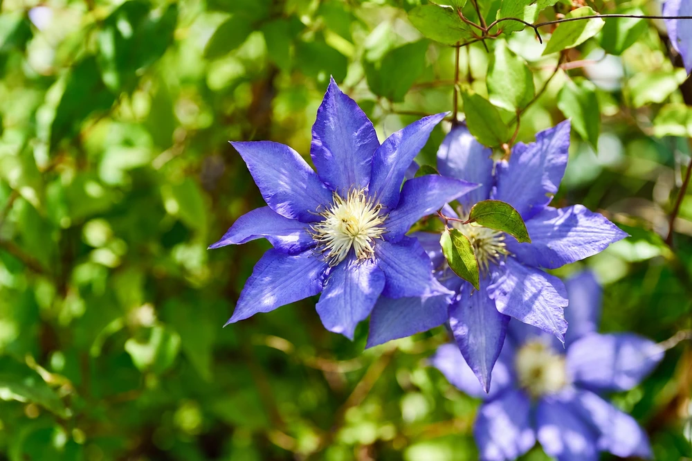Clematis Boulevard Olympia Climbing Plant, Supplied in 3L Pot by Direct Plants