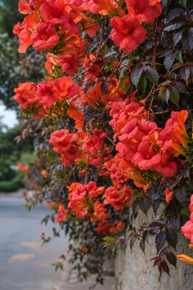 Campsis x tagliabueana Ebony & Red Trumpet Vine in 3L Pot, Supplied by Direct Plants