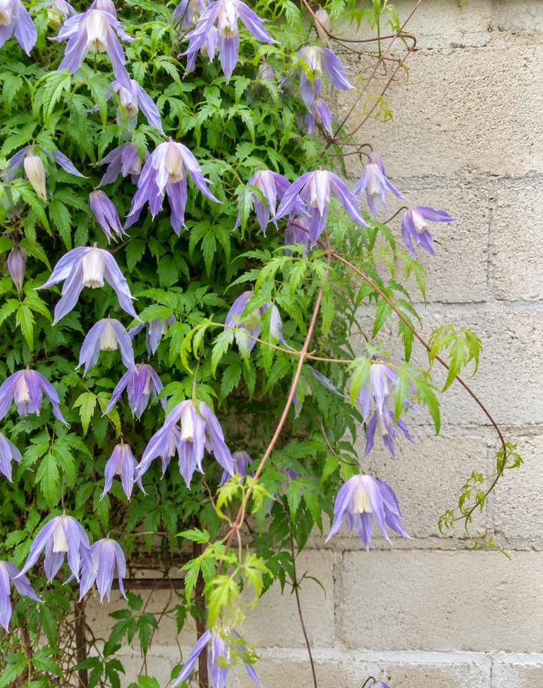 Clematis macropetala Climbing Plant, Supplied in 3L Pot by Direct Plants