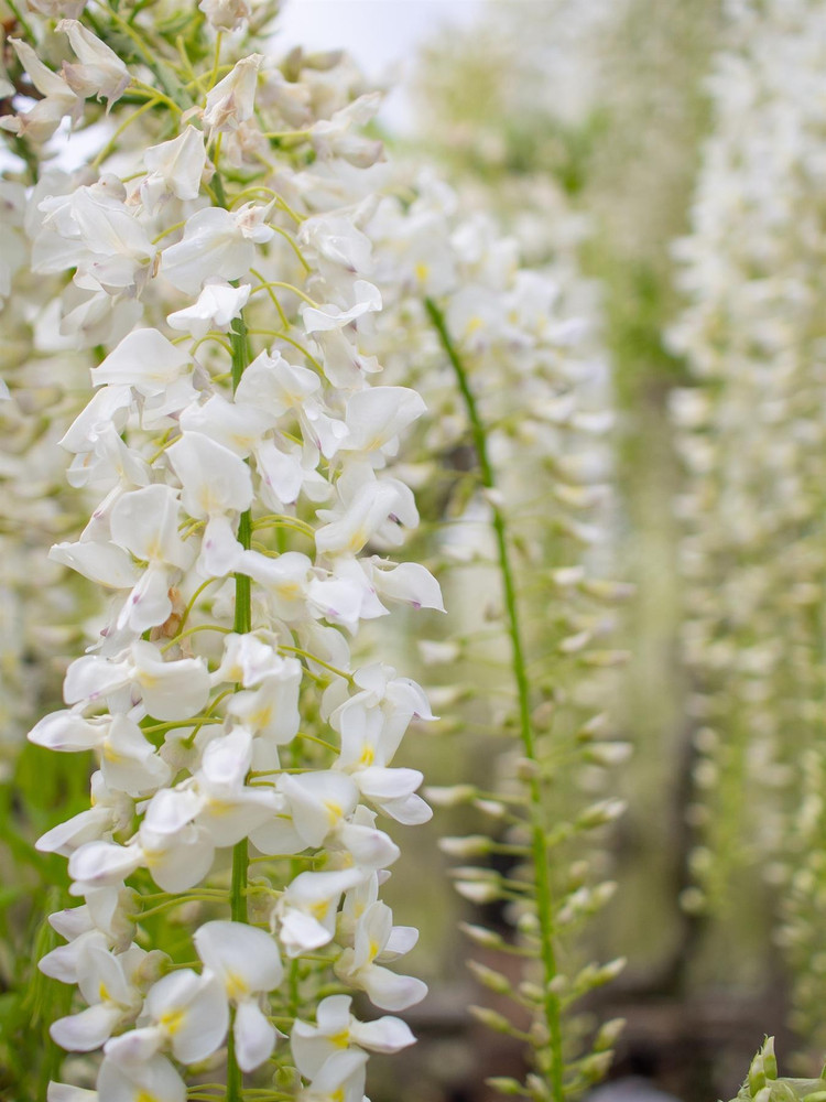 Wisteria sinensis Alba in 3L Pot, Supplied by Direct Plants