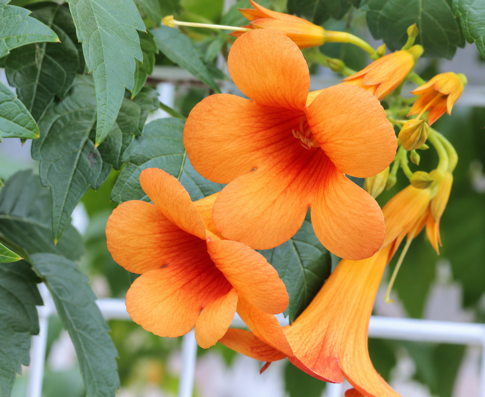 Campsis x tagliabueana Kudian Indian Summer Trumpet Vine in 3L Pot, Supplied by Direct Plants