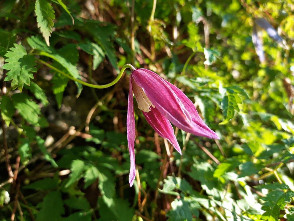 Clematis alpina Constance Climbing Plant, Supplied in 3L Pot by Direct Plants