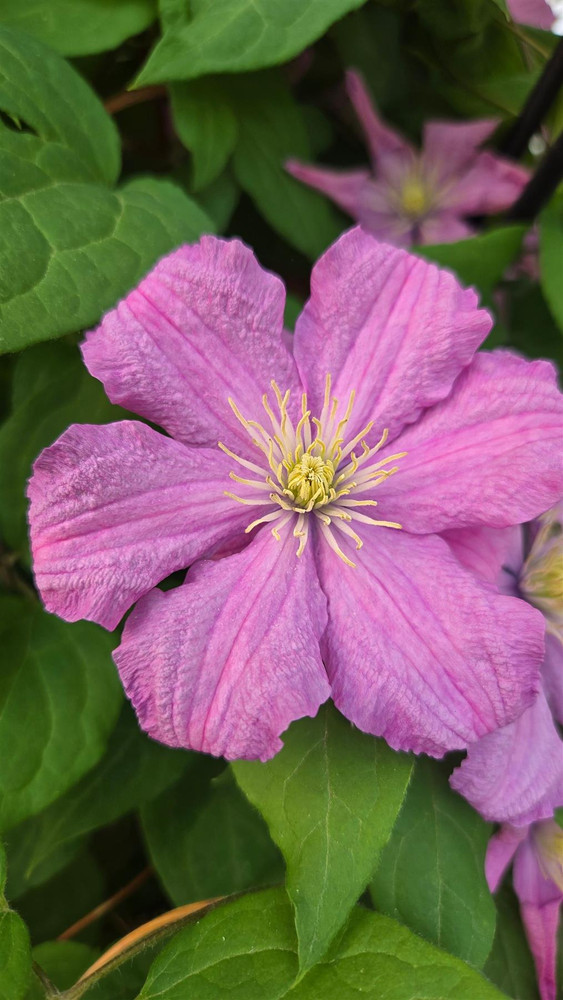 Clematis Comtesse de Bouchaud Climbing Plant, Supplied in 3L Pot by Direct Plants