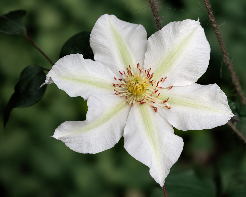 Clematis Boulevard Kitty Climbing Plant, Supplied in 3L Pot by Direct Plants