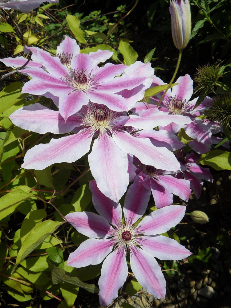 Clematis Nelly Moser Climbing Plant, Supplied in 3L Pot by Direct Plants