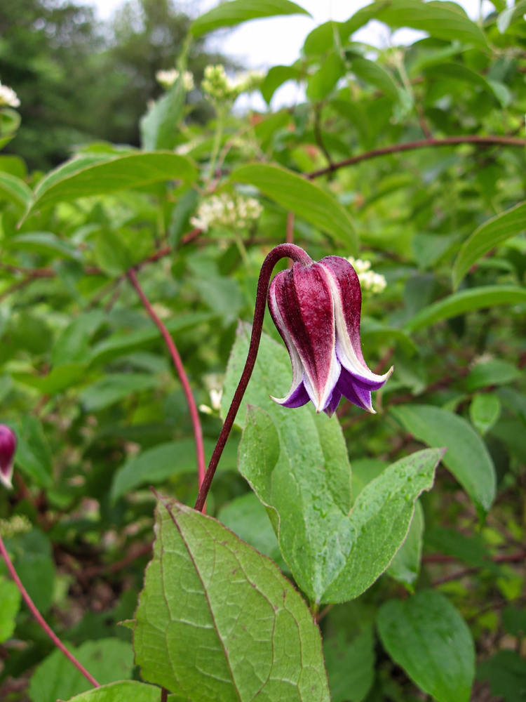 Clematis Prince William Climbing Plant, Supplied in 3L Pot by Direct Plants