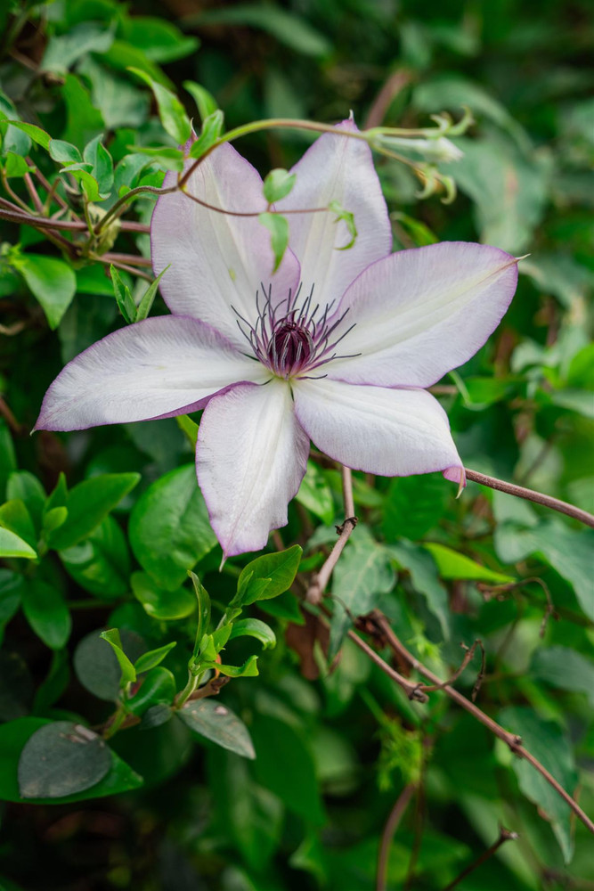 Clematis Tranquilite Climbing Plant, Supplied in 3L Pot by Direct Plants