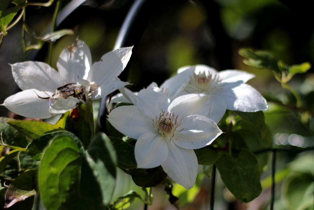 Clematis Tsukiko Climbing Plant, Supplied in 3L Pot by Direct Plants