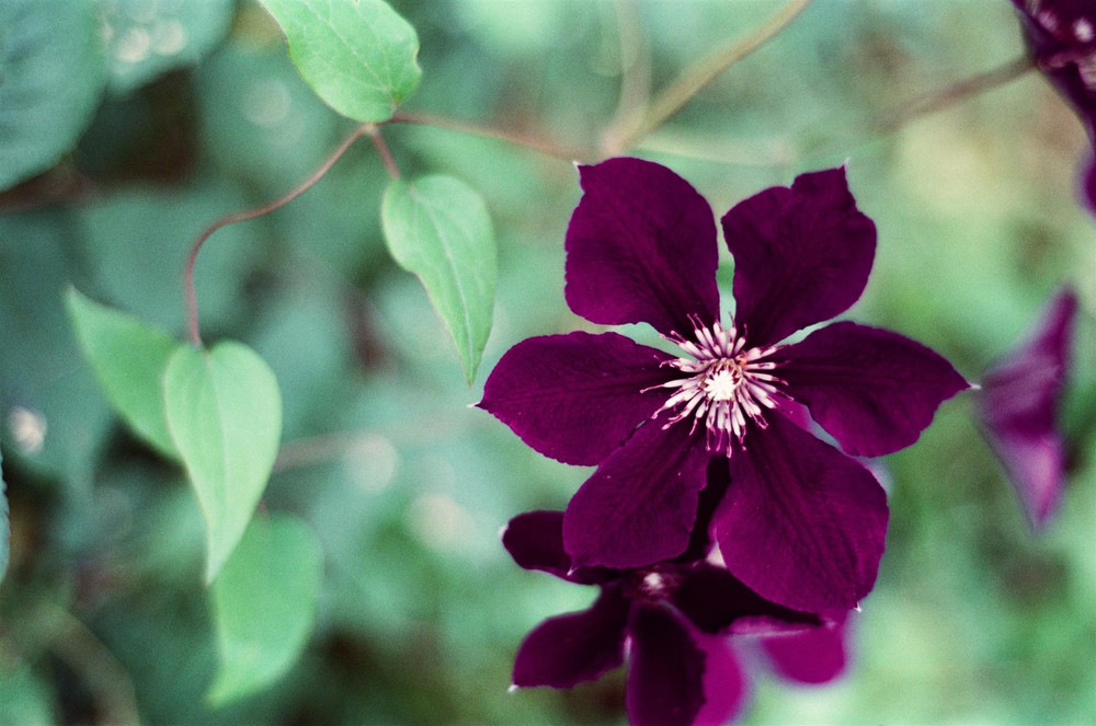 Clematis Warsaw Nike Climbing Plant, Supplied in 3L Pot by Direct Plants