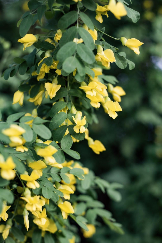 Coronilla Glauca Citrina in 3L Pot, Supplied by Direct Plants