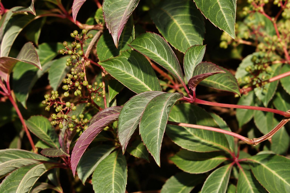 Parthenocissus henryana in 3L Pot, Supplied by Direct Plants