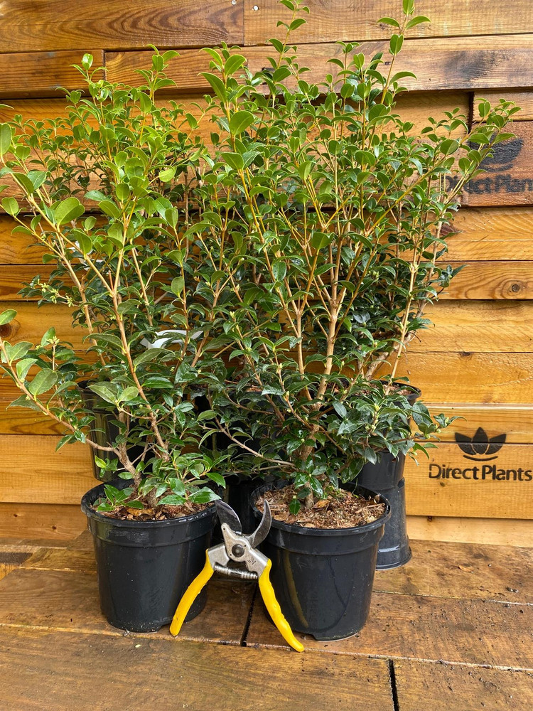 Osmanthus Burkwoodii XL Evergreen Fragrant Shrub 50-60cm | Instant Gardening | 7.5L Pot By Direct Plants