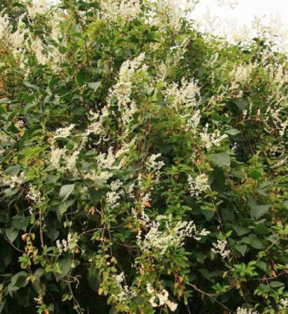 Polygonum Russian Vine Climbing Plants, Mile a Minute, 3-4ft Large Plant supplied in a 3 Litre Pot