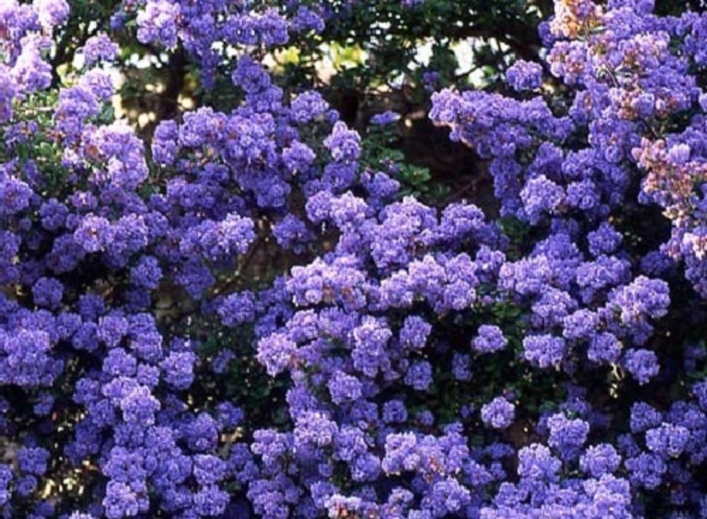 Ceanothus Dentatus Large 3-4ft Supplied in a 5 Litre Pot