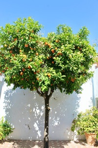 Patio Fruit Trees