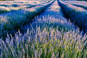 Lavandula The Lavender Hedge
