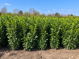 A–Z XL Instant Rootball Hedging & Trees