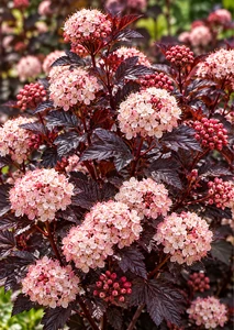 Established Large Shrubs