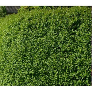 Ligustrum Ovalifolium The Green Privet Hedge