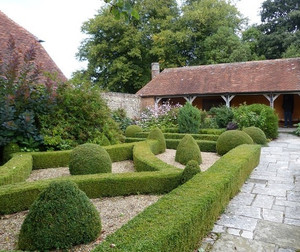 Buxus Alternative The Box Hedge