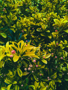 Mixed Shrubs