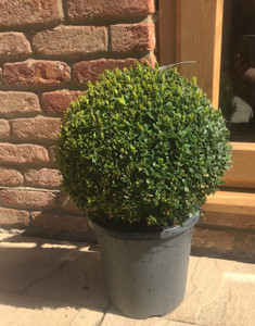 Round Ball Sphere Shaped Buxus Box 