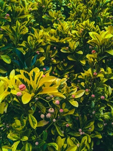 Established Large Shrubs