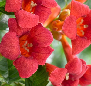 Campsis Trumpet Vine