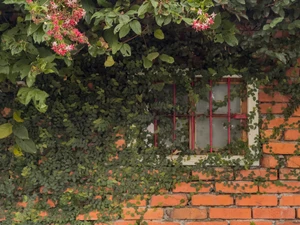 Mixed Climbing Plant Collections