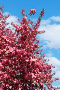 Premium Extra Large Potted Ornamental Trees