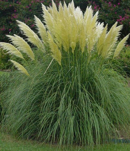 Statement Pampas Grasses