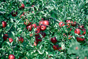 Established Large Potted Fruit Trees