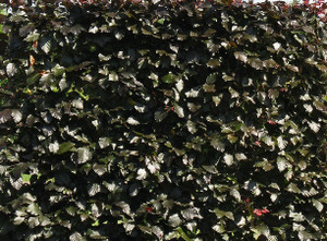 Fagus Atropunicea The Copper Beech Hedge
