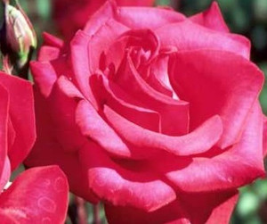 Hybrid Tea