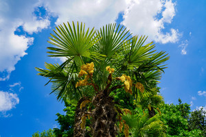 Palm Trees