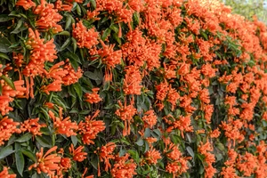 Established Large Climbers