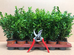 Hedging and Landscaping Buxus Box