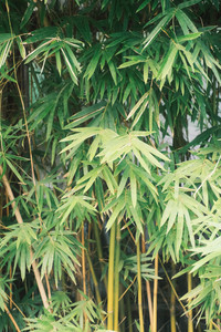 Bamboo