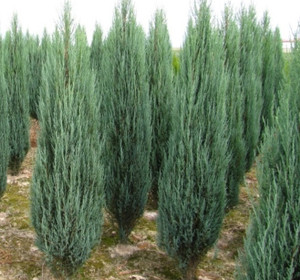 Pines & Conifers