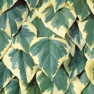 Hedera Ivy