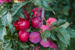 Premium Extra Large Mature Potted Fruit Trees