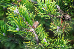 Conifers