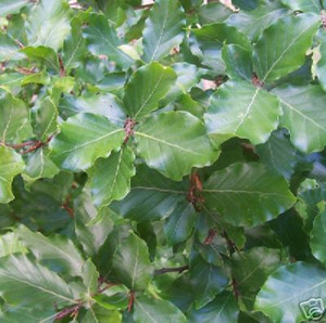 Fagus Sylvatica Root Ball The Green Beech Hedge