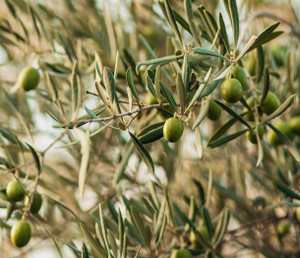 Olive Trees